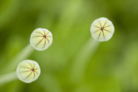 Yellow dandelion flower buds ready to openの写真素材