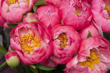 Red and pink paeon flowers in full bloomの写真素材