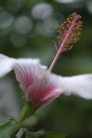Hibiscus flower in full bloom in Springの写真素材