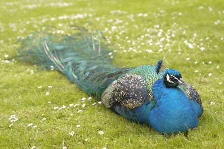 Indian Peacock, Pavo cristatus, a resident breeder in South Asia.の写真素材