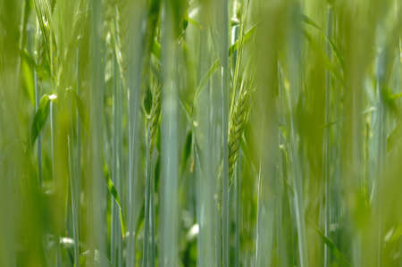 Plants of barley for production of beerの写真素材