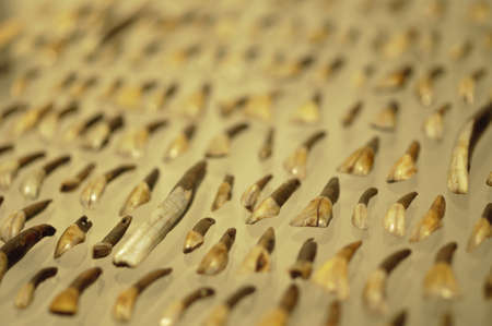 Tooth tools used by prehistoric man in 4900 BC.の写真素材