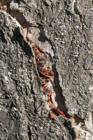 A group of black and red coleopterons wintering inside a tree crackの写真素材