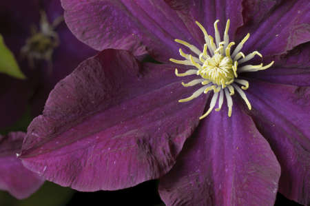 Two yellow and purple Clematis flowers in full bloomの写真素材