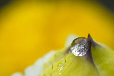 Rain drop on flower bud with yellow backgroundの写真素材
