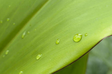 Rain drops and droplets on green leafの写真素材