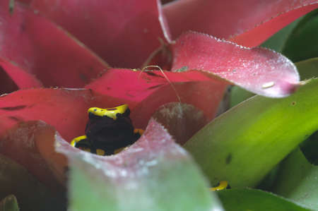 Black and yellow poisonous frog in Bromelia plant, Dendrobates leucomelas.の写真素材