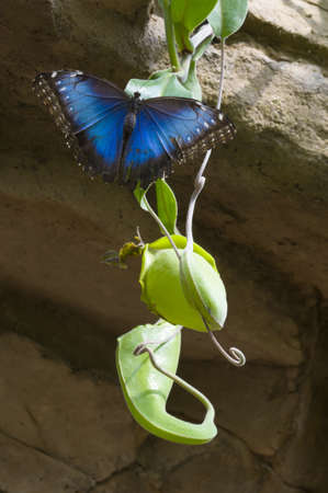 Blue morpho butterfly sucking fruit juicesの写真素材