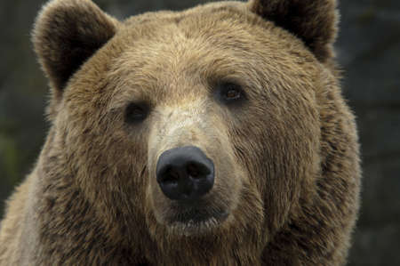 male brown bear portrait of headの写真素材