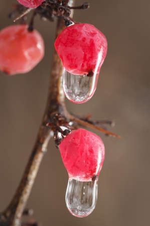 Water drops on red berries in brown backgroundの写真素材