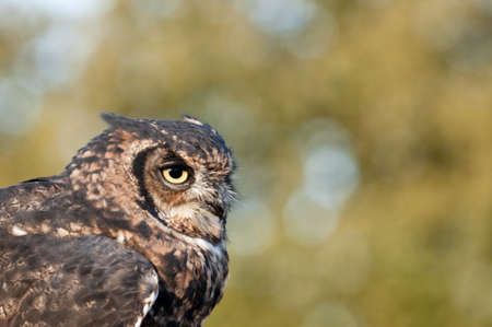 American owl, Bubo virginianus, with yellow eyesの写真素材