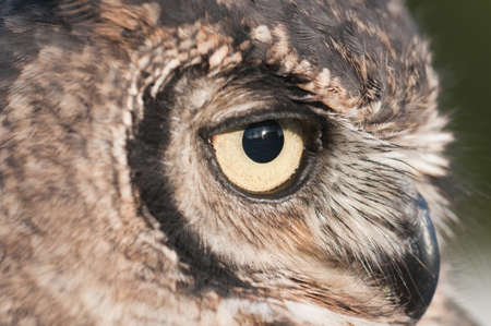 American owl, Bubo virginianus, with yellow eyesの写真素材