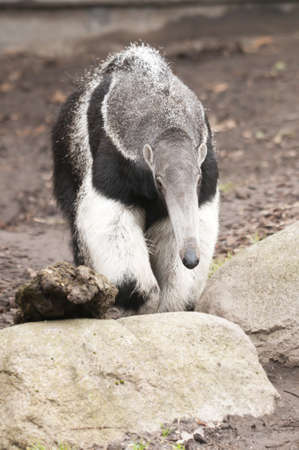 The Anteater, Myrmecophaga tridactyla, is the largest species of anteater. It is found in Central and South America from Honduras to northern Argentina. It is a solitary animal, found in many habitats, including grasslands, deciduous forests and rainforesの写真素材