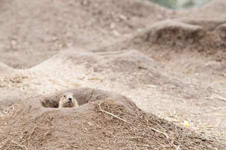 Prairie dogs (Cynomys) are burrowing rodents native to the grasslands of North America.  They are a type of ground squirrel. They are found in the United States, Canada, and Mexicoの写真素材