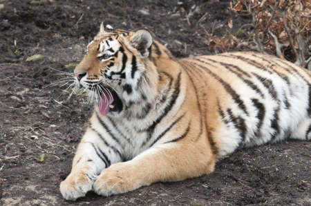 Tiger , panthera tigris, laying down and yawningの写真素材