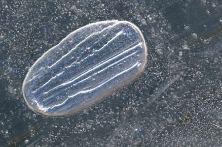 Air bubble captured in cristal clear iceの写真素材
