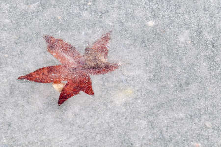 Dead leaves captured in cristal clear ice of a pondの写真素材