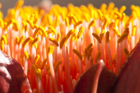 Closeup of the flower of the spectacular paintbrush lily, Scadoxus puniceus, one of South Africa's...