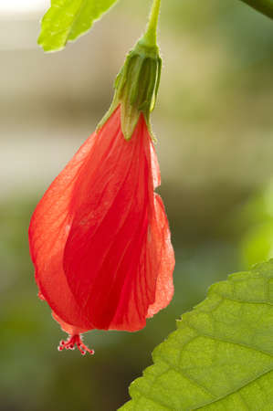 Red flower of the Turk's Cap Mallow, Malvaviscus penduliflorus, a species of flowering plants in the mallow familyの写真素材