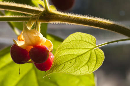 Red fruits of  Peregrina or Spicy Jatropha, Jatropha integerrimais, a species of flowering plant in the spurge family, Euphorbiaceae, that is native to Cuba and Hispaniolaの写真素材