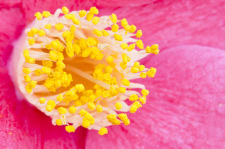 Pink flower closeup of Camelia  japonicaの写真素材