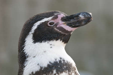 Portrait of a Magellanic Penguin, Spheniscus magellanicusの写真素材