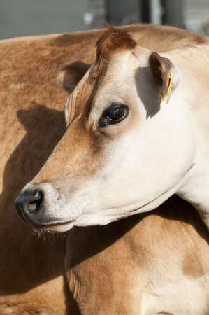 Adult female Dairy cattle (dairy cows) of the species Bos taurus.の写真素材