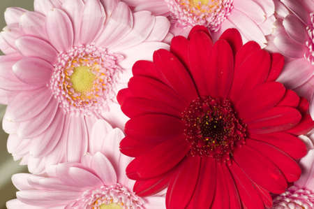 Pink, orange and red Gerber flowers in full bloomの写真素材