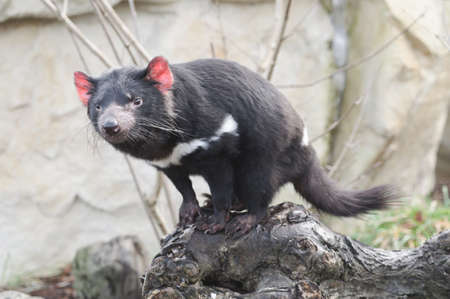 Rare Tasmanian devil (Sarcophilus harrisii), carnivorous marsupial of the family Dasyuridae now found in the wild only in the Australian island state of Tasmania.の写真素材
