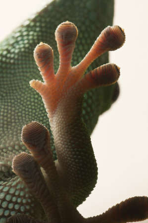 A gecko paw clinged on a glass windowの写真素材