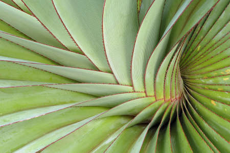 Agave plant with thorny leaves in helix shapeの写真素材
