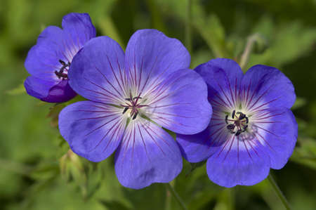 Blue and purple wild geranium flowers on green backgroundの写真素材