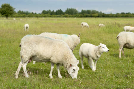 Group of sheep grazing on green grassの写真素材