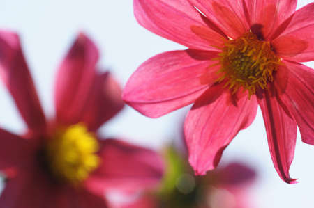 Pink and yellow Clematis flowers and buds with skyの写真素材