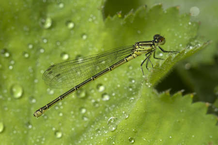 Female damselfly on a green leaf with rain drops