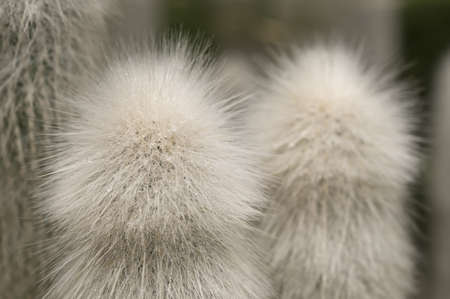 White hair of a thorny succulent plant