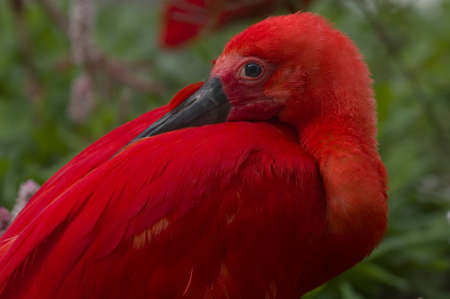 Scarlet Ibis (Eudocimus ruber) of tropical South America. National bird of Trinidad and Tobago.の写真素材