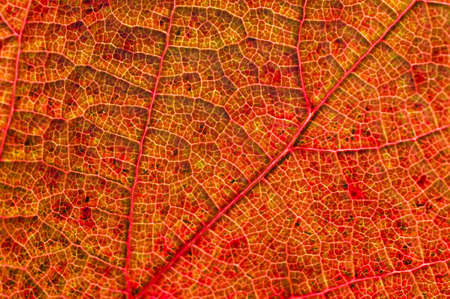 Yellow and red leaf in Autumn