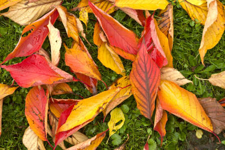 Autumn Colors in Trees, Leaves and Berries