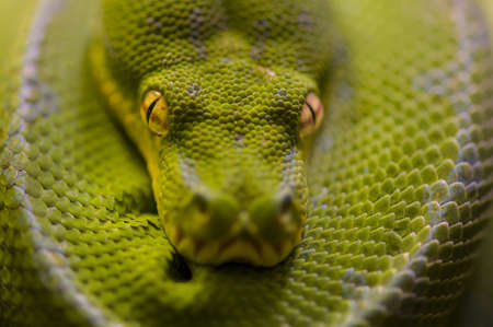 Detail of green python, Morelia viridisの写真素材