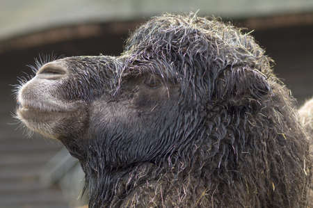 Profile of head of camelの写真素材