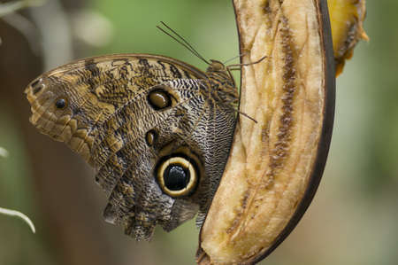 Tropical butterfly eating bananaの写真素材