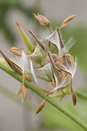 Spiral seeds of Geraniumの写真素材