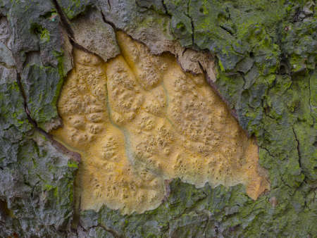 Detail of colorful tree barkの写真素材