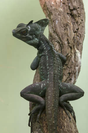 Basiliscus lizard, known as basilisks, endemic to southern Mexico, Central America, and South America.の写真素材