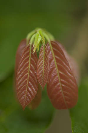Theobroma cacao, cacao tree, cocoa tree in the family Sterculiaceae (alternatively Malvaceae)