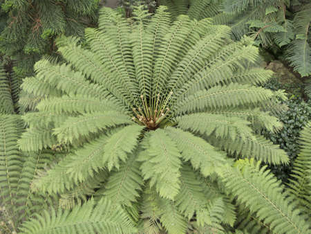 View form above of tree fernsの写真素材