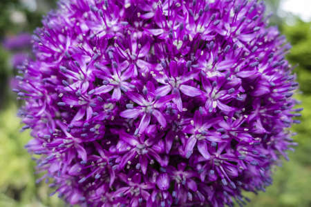Ornamental allium flower close up