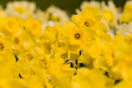 Detail of colorful flower arrangementの写真素材