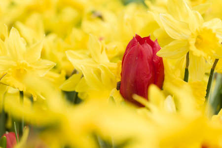 Detail of colorful tulip flower arrangementの写真素材
